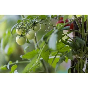 Tomato Plant